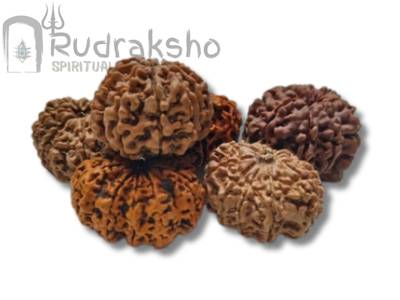 10 Mukhi Rudraksha from Nepal